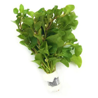 Alternanthera Bettzickiana Green