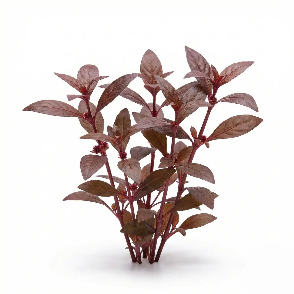 Alternanthera Sessilis