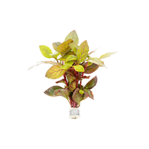 Alternanthera Species 'Red Round'