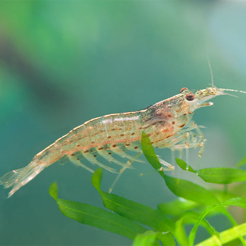Amano Shrimp - 2cm