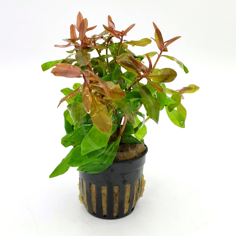 Ammania Gracillis