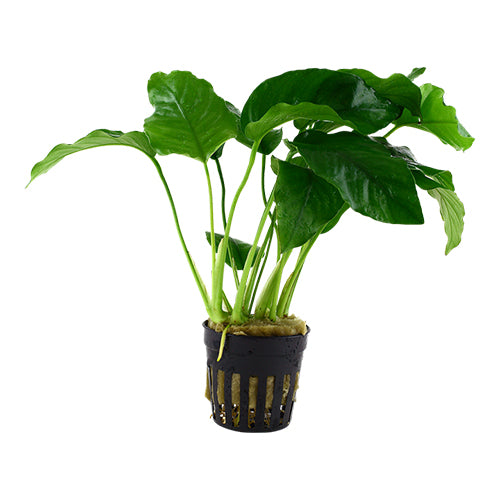 Anubias Barteri Var Barteri
