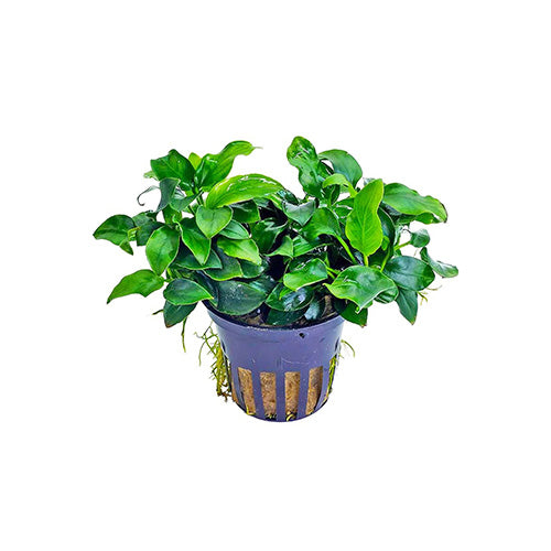 Anubias Nana
