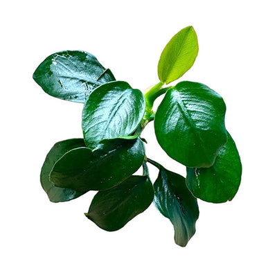 Anubias Nana "Dwarf"