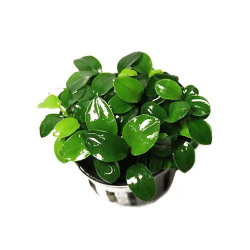 Anubias Nana "Petite"