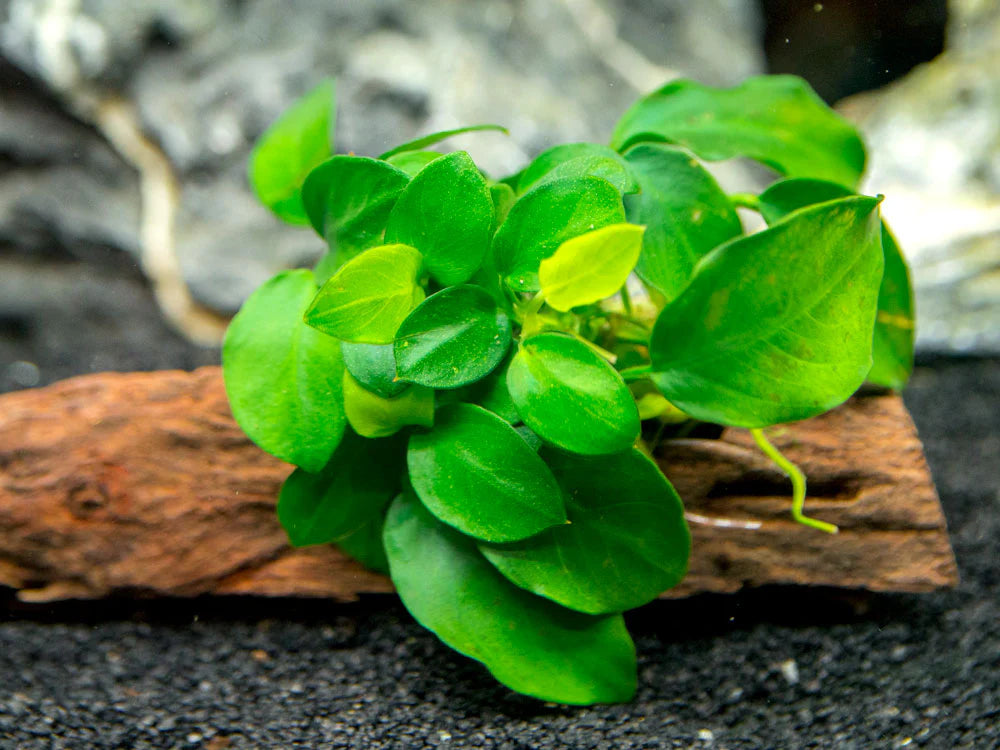 Anubias Sp