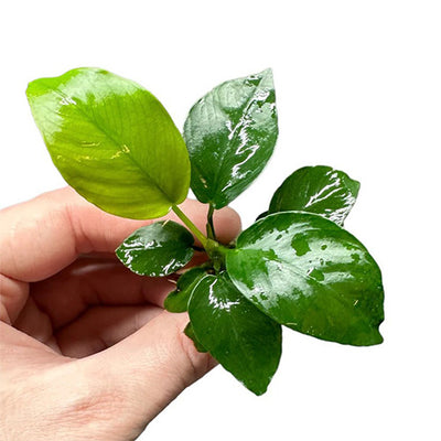 Anubias Nana "Dwarf"