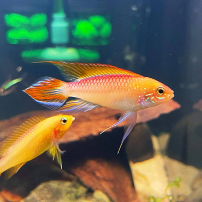 Apistogramma Agassizii Fire Red (Golden) - 3.5cm