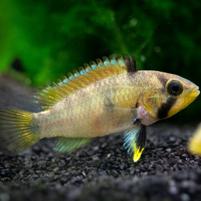 Blue Panda Dwarf Cichlid (Pandurini) - 3.5cm