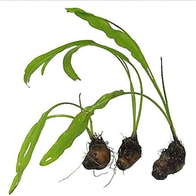 Aponogeton Crispus "Bulb"