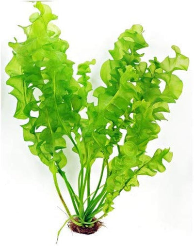 Aponogeton Undulatus "Plant"