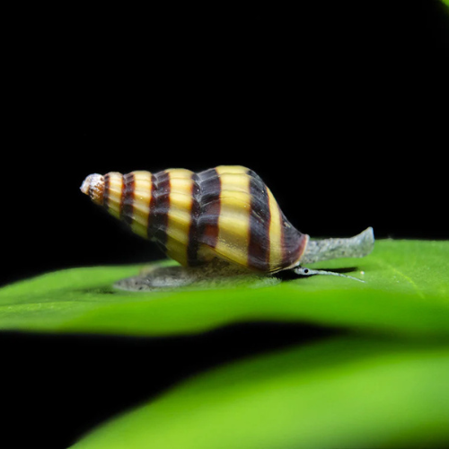 Assassin Snail - 2cm