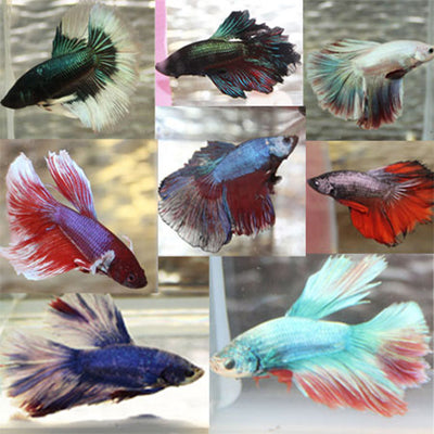 Assorted Betta Male