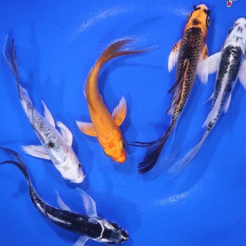 Butterfly Koi - 5"