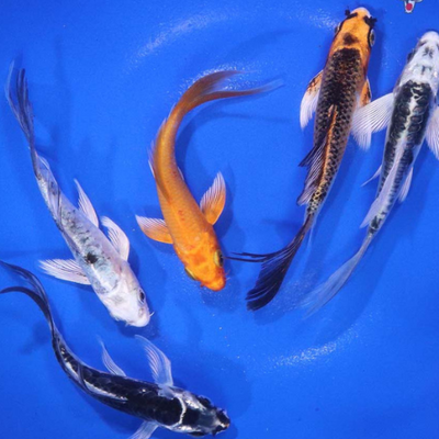 Butterfly Koi - 5"