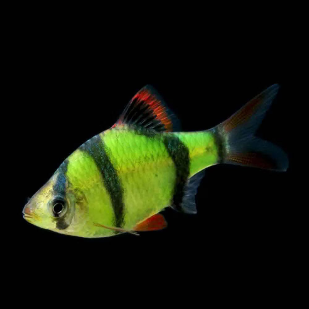 Assorted GloFish Tiger Barbs - L