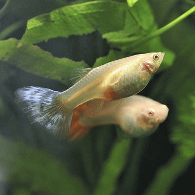Assorted Guppy Female