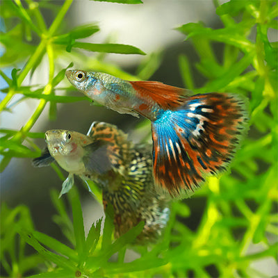 Assorted Guppy Male