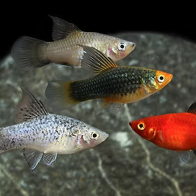 Assorted Platy Hi-Fin - L