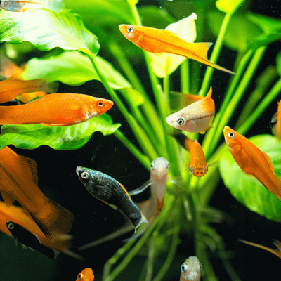 Assorted Swordtail - 5cm
