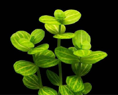 Bacoba Lanigera