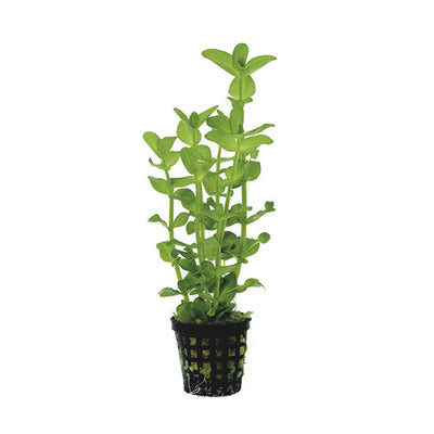 Bacopa Amplexicaulis