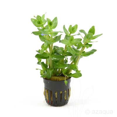 Bacopa Ampolexicaullis