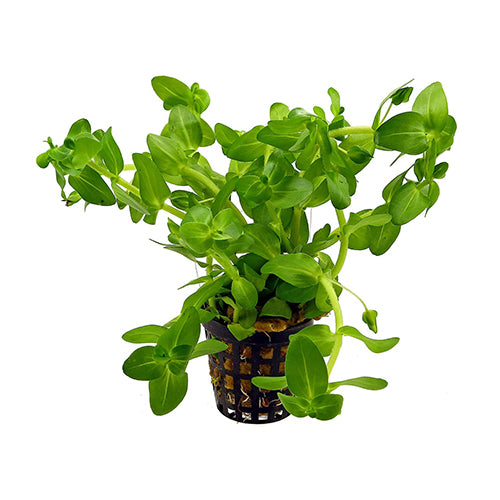 Bacopa Caroliniana