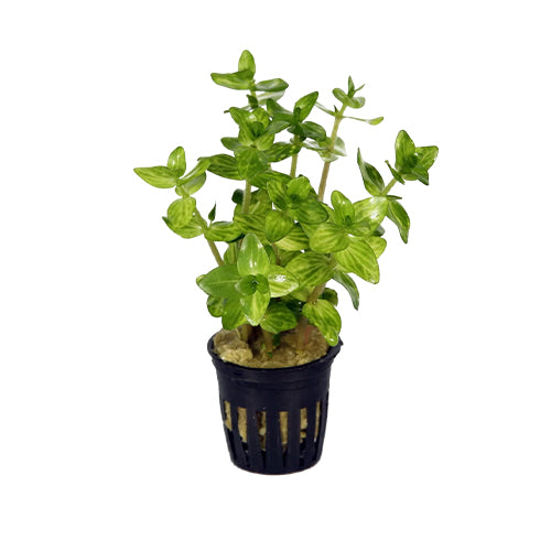 Bacopa Lanigera 'Variegata'