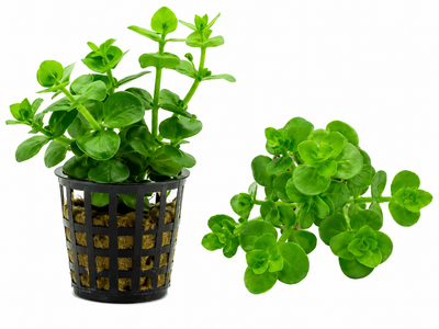 Bacopa Rotundifolia