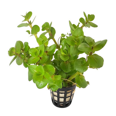 Bacopa Salzmannii sp. Araguaia