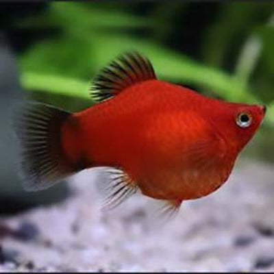 Platy Red Balloon - L
