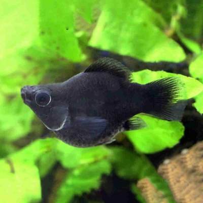 Balloon Black Molly - L