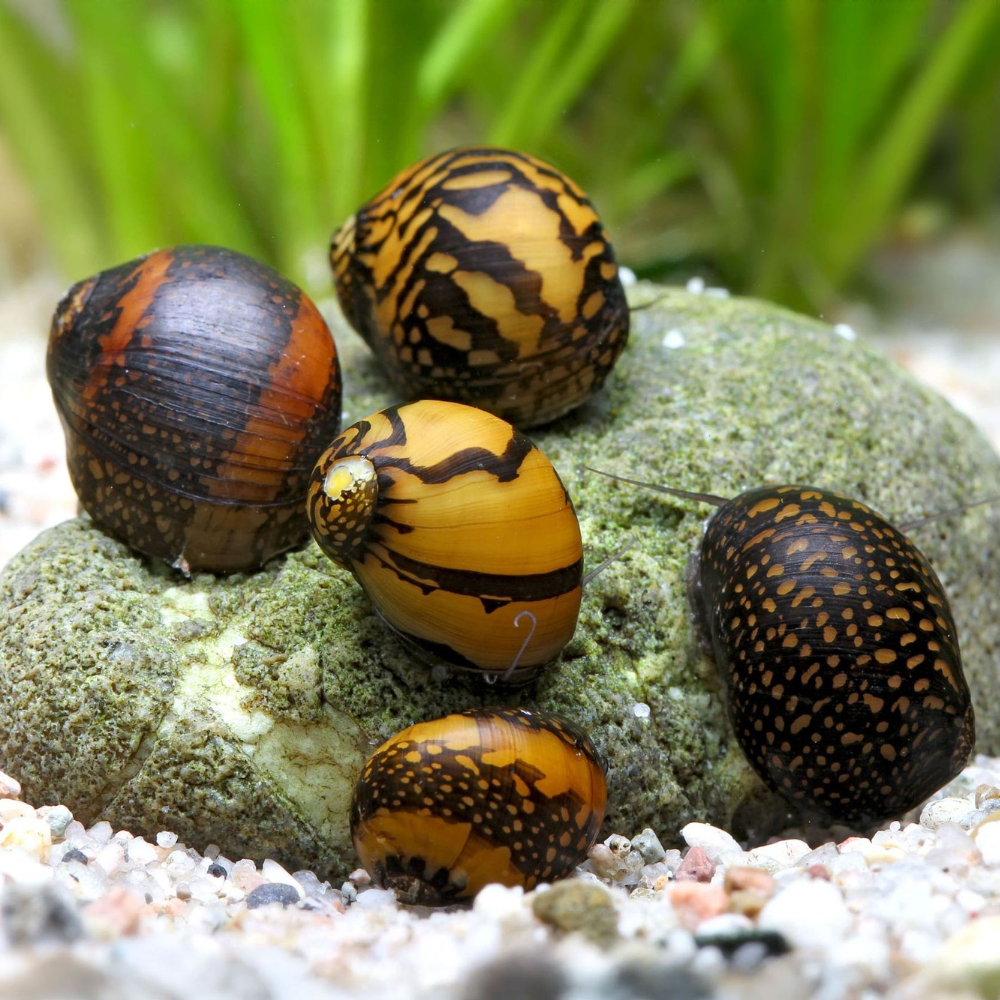 Batik Snail