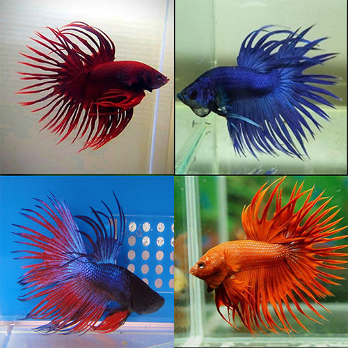 Betta Crowntail Male