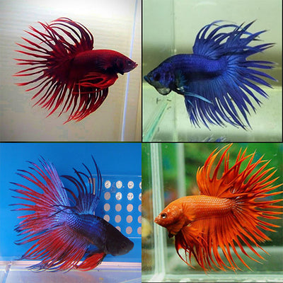 Betta Crowntail Male