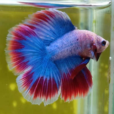 Betta Double Tail Male
