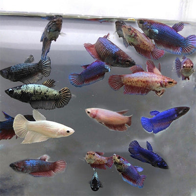 Assorted Betta Female