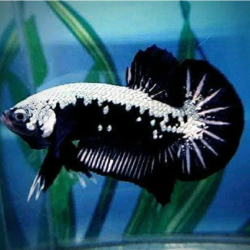 Betta HMPK Black Samurai
