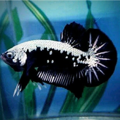 Betta HMPK Black Samurai