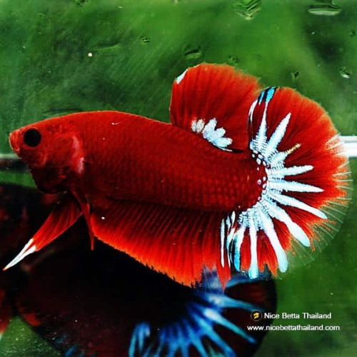 Betta Hellboy - 5cm