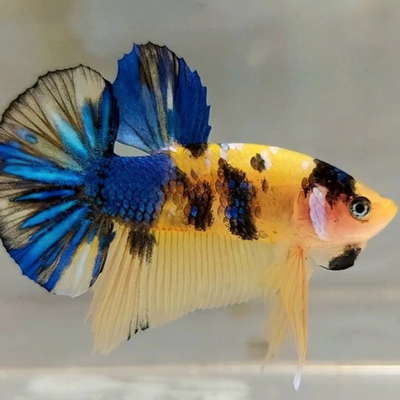 Betta Yellow Koi - 5cm