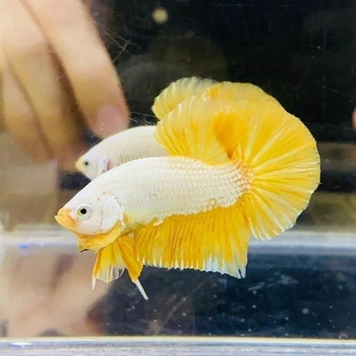 Betta Yellow Dragon - 5cm