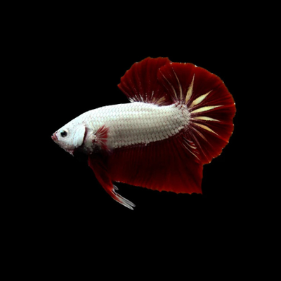 Betta Red Dragon Male - 5cm