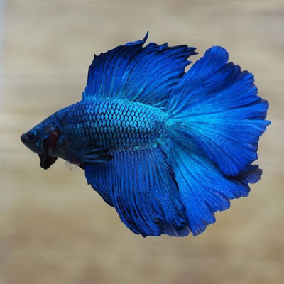Betta Royal Blue Male - 5cm