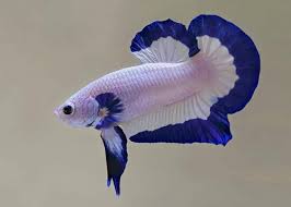 Betta HMPK Blue Rim