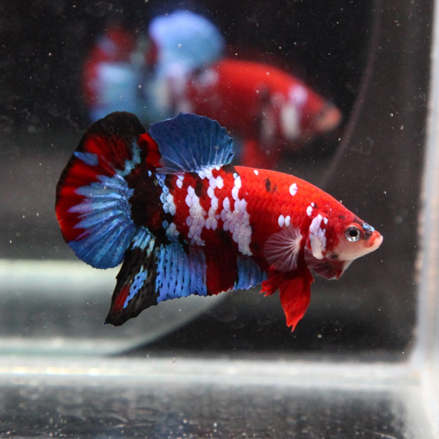 Betta Koi Red Galaxy - L