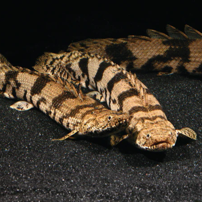Bichirs Polypterus species - 4"