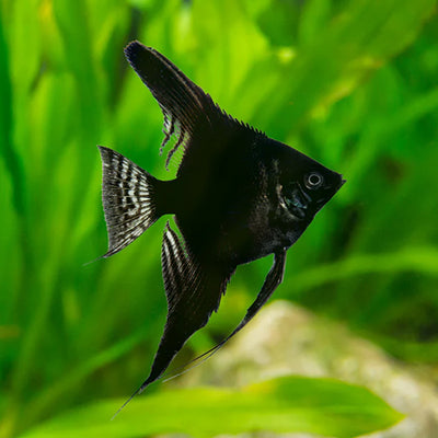 Black Angelfish