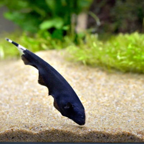 Black Ghost Knifefish - 10cm